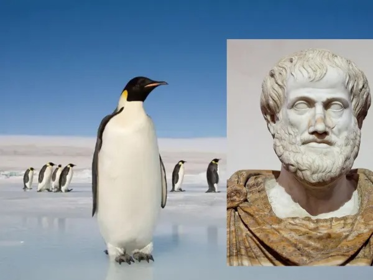 Ανταρκτική: Η ήπειρος που πρώτος ανέφερε ο Αριστοτέλης – Γιατί την ονόμασε έτσι