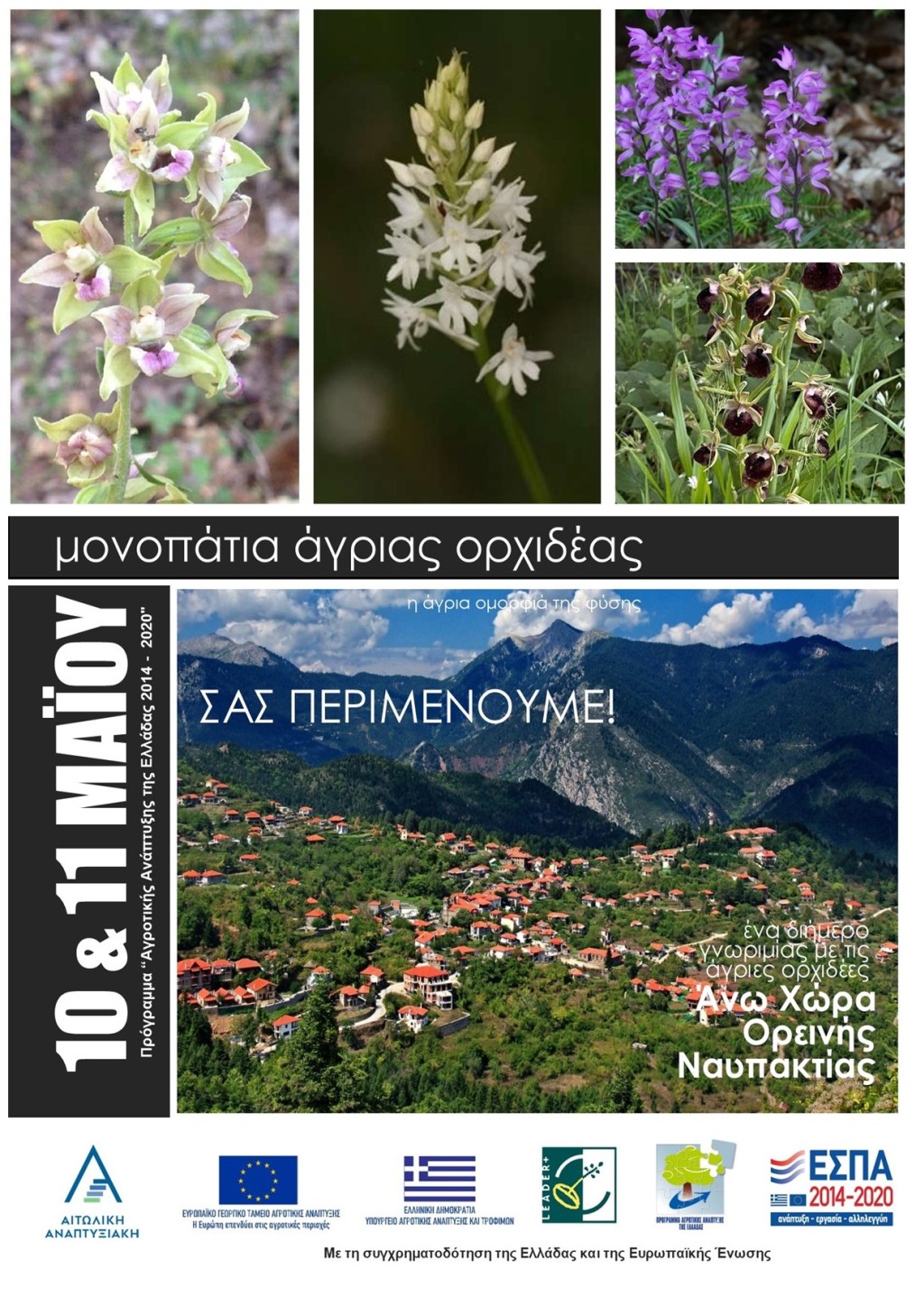 naypaktos agries orchidees 10 11 05 2025