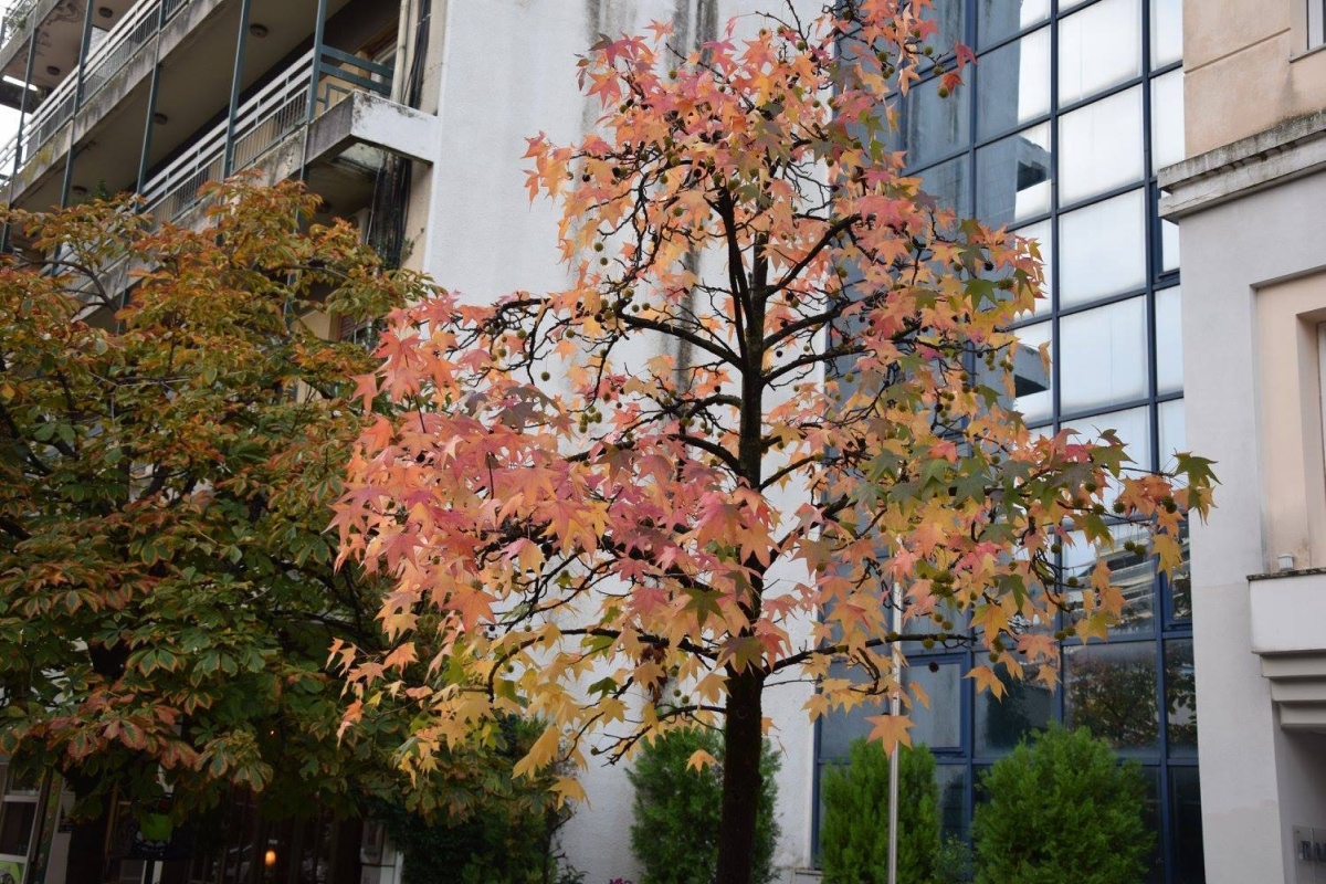 autumn in agrinio 2017 07