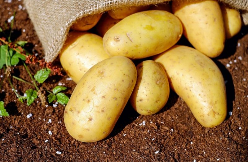 Προστασία των κονδύλων της πατάτας