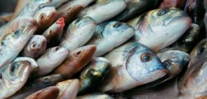 Μεσολόγγι: Δωρεάν ψάρια στους πρόσφυγες από τους αλιευτικούς συνεταιρισμούς της λιμνοθάλασσας