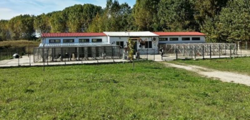 Μεσολόγγι: Ακόµη 450.000 ευρώ για τα αδέσποτα