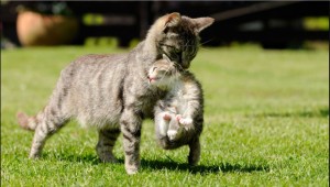 Εσύ το ήξερες; – Αυτοί είναι οι λόγοι που οι γάτες δαγκώνουν από τον σβέρκο τα μικρά τους