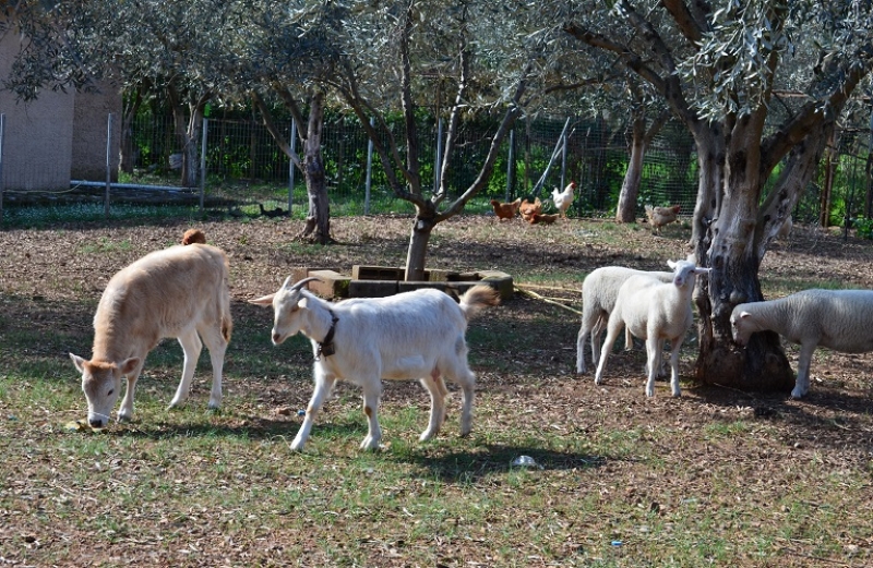 Ενημέρωση για την παραφυματίωση στα αιγοπρόβατα