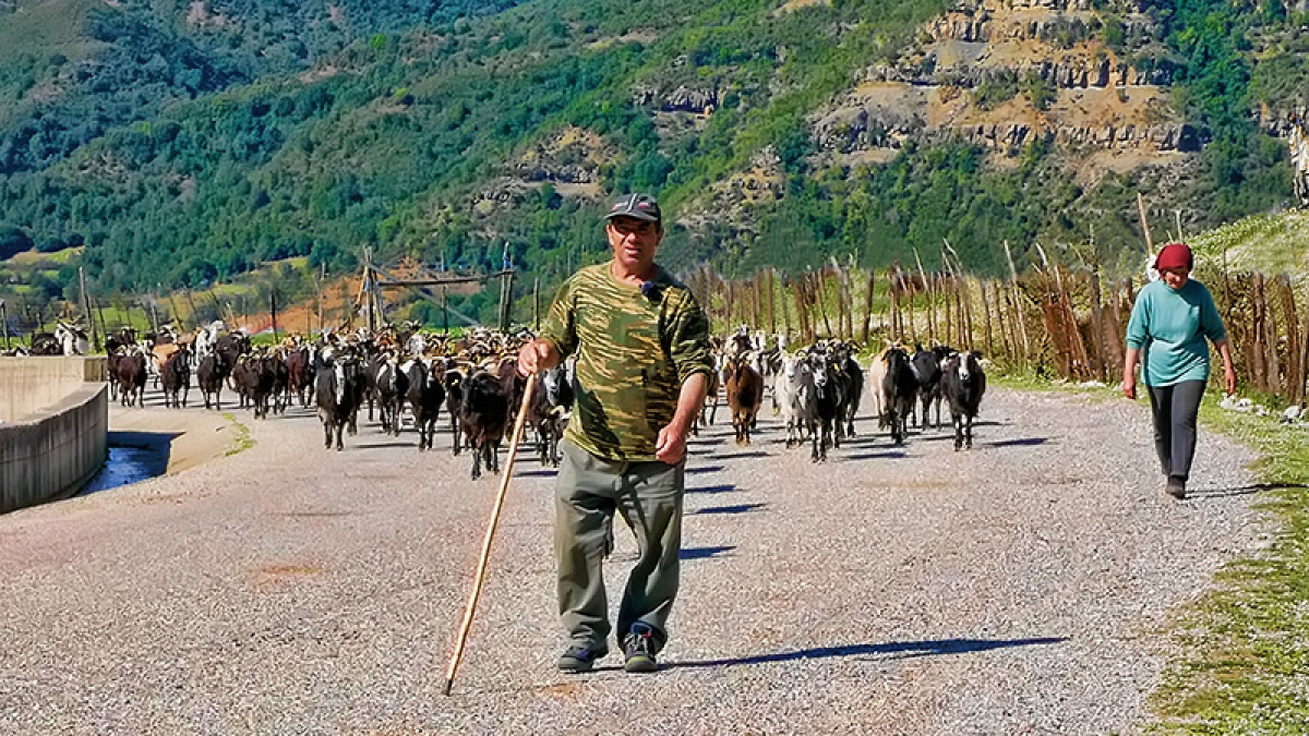 Τα γίδια του Γιώργου - Η ζωή στα βουνά του Βάλτου (Βίντεο)