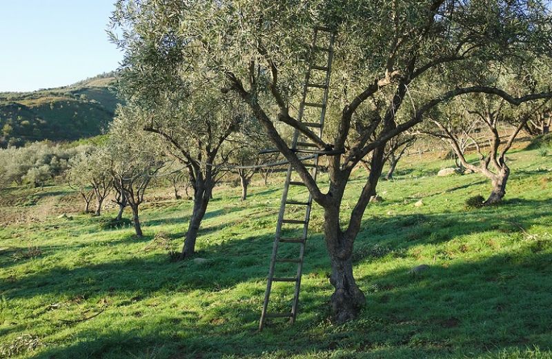 Μέτρια η χρονιά για χονδροελιά Αγρινίου και Καλαμών