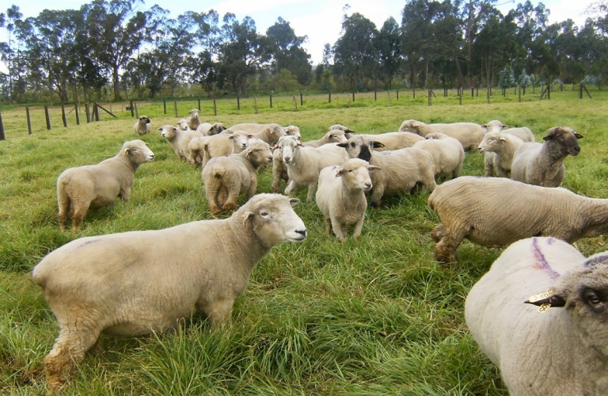 Meet the European Lamb: άνοιγμα στην Αραβική αγορά