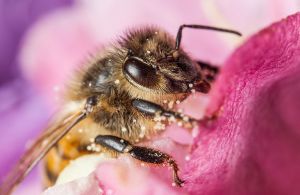 Που οφείλεται η μείωση του πληθυσμού των μελισσών και των άλλων επικονιαστών