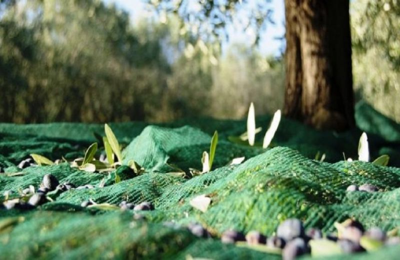 Παρέμβαση από την Περιφέρεια για τις Ελιές Καλαμών