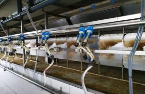 Παραγωγοί Γάλακτος: Μέχρι τα τέλη Φεβρουαρίου οι τριμηνιαίες δηλώσεις