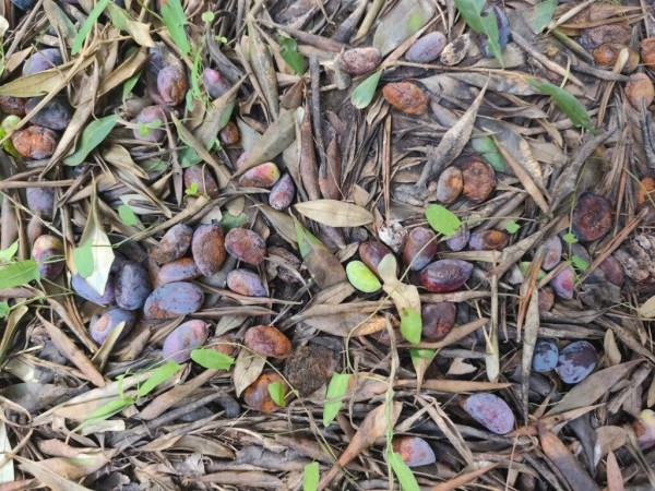 «Θερίζει» τα ελαιόδεντρα στην Αιτωλοακαρνανία το γλοιοσπόριο