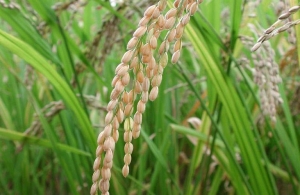 Οι συνδεδεμένες για σπόρους σποράς και ρύζι