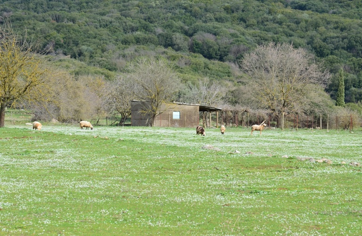 Ανακοίνωση σχετικά με τις πληρωμές συνδεδεμένων και ειδικών καθεστώτων