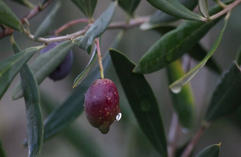 Αγροδιατροφική Σύμπραξη: «Ατμομηχανή» στην αναβάθμιση του πρωτογενούς τομέα