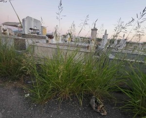 «Φωνάζουν» για την καθαριότητα στο κοιμητήριο Δοκιμίου (φωτο)