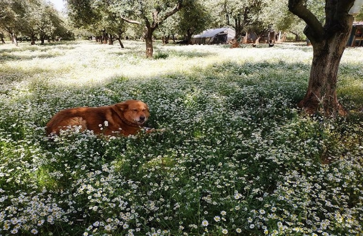 Ενίσχυση 350 €/εκτάριο στις ελιές - 175 €/εκτάριο στα εσπεριδοειδή