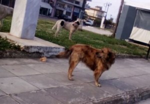 Αντιδήμαρχος Αγρινίου για τα αδέσποτα: απαντά συνολικά αλλά και για το περιστατικό στο πάρκο