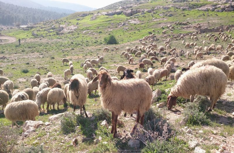 Αυτόχθονες φυλές: πληρωμές και ενστάσεις