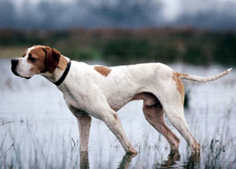 Αγρίνιο: Χάθηκε ο «Πάκο»