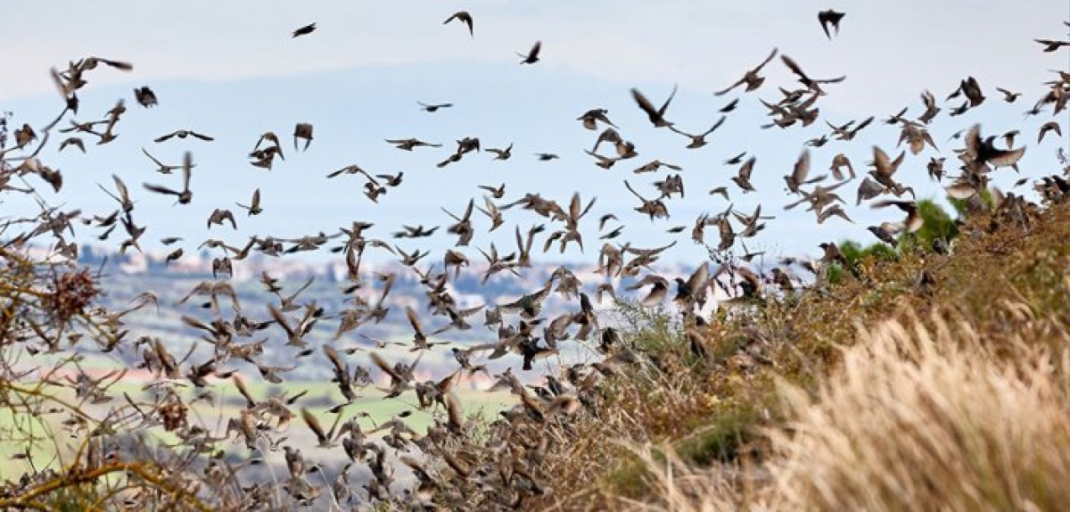 Λιμνοθάλασσα Μεσολογγίου – Αμβρακικός: Σημαντικοί τόποι φιλοξενίας υδρόβιων πουλιών