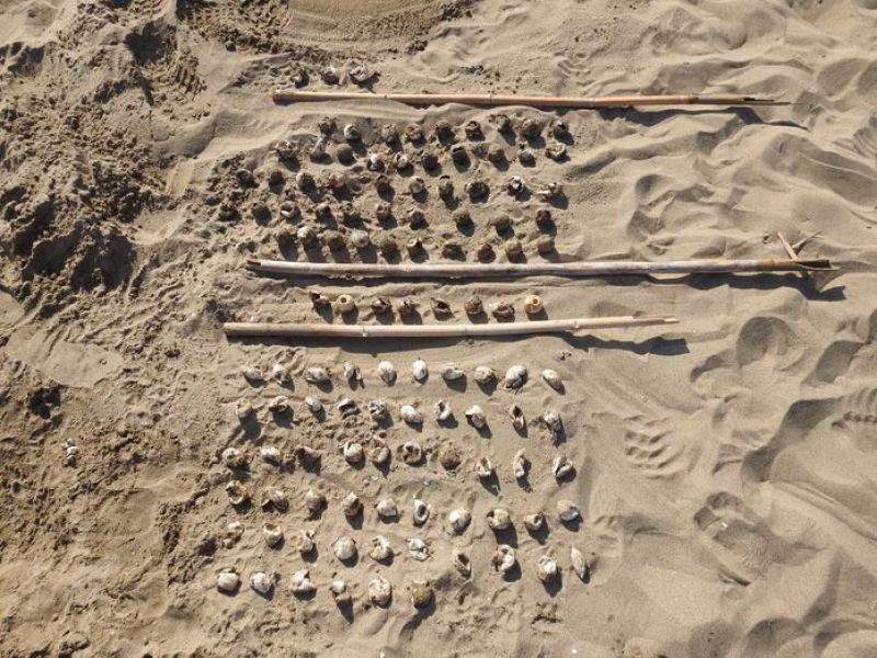 Εκσκαφές φωλιών χελώνας Caretta caretta και… τα πρώτα χελωνάκια