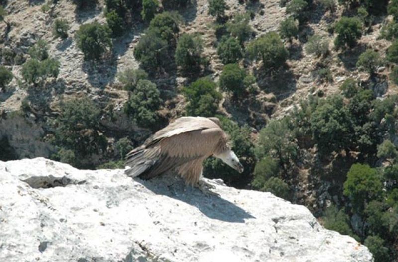 Προς την Αφρική πετάει το νεαρό όρνιο που είχε περιθάλψει ο Φορέας Διαχείρισης Λιμνοθάλασσας Μεσολογγίου