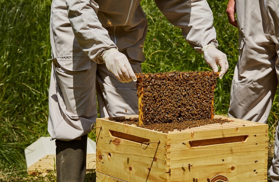 Ταχύρρυθμες εκπαιδεύσεις μελισσοκόμων