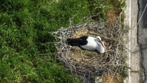 Νεοχώρι Μεσολογγίου: Οι πρώτοι λευκοί πελαργοί στήνουν τις φωλιές τους – Η άνοιξη επιστρέφει