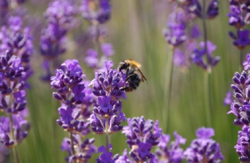 Προσοχή στους ψεκασμούς - Προστατέψετε τις μέλισσες