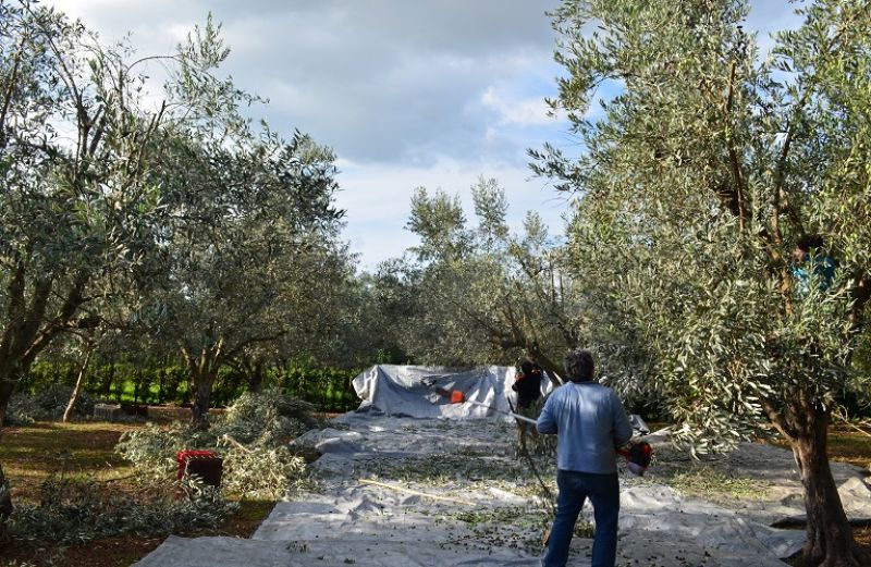 Ξεκίνησε η συγκομιδή του ελαιοκάρπου