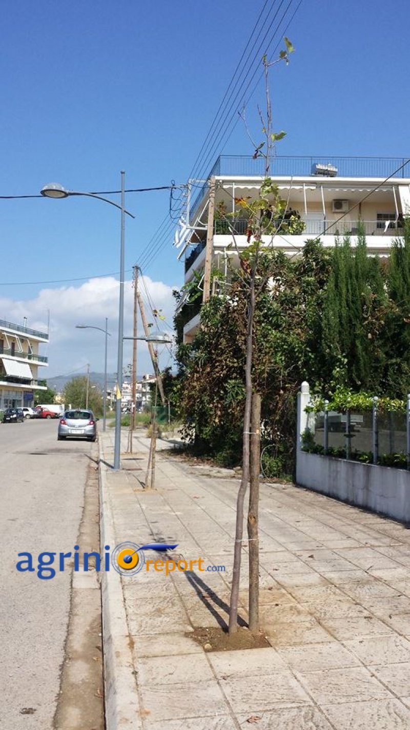 Δεντροφύτευση στο Γιαννούζι Αγρινίου