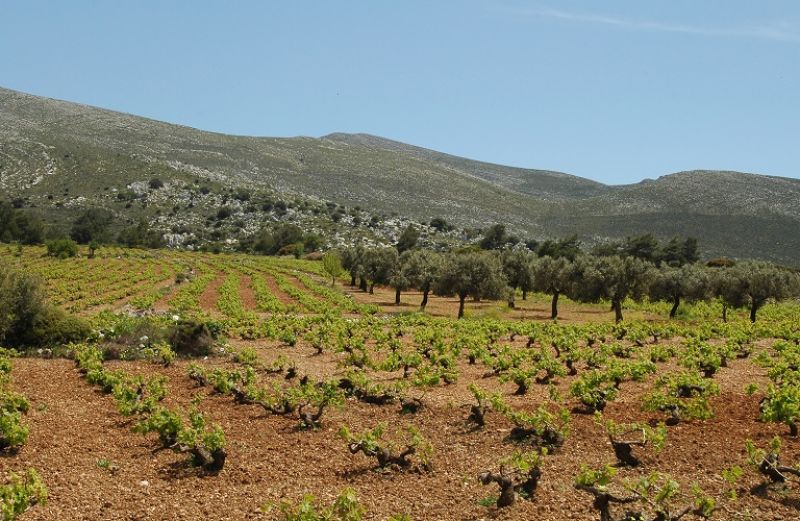 Ξεκινά η καταβολή 3,5 εκατ ευρώ σε 364 δικαιούχους παραγωγούς στη Δυτική Ελλάδα