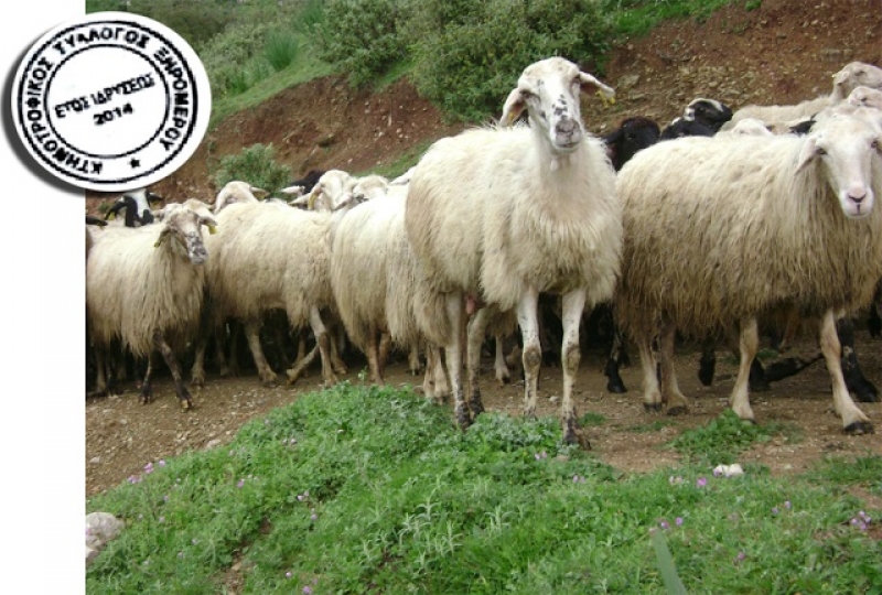 Κτηνοτροφικός σύλλογος Ξηρομέρου: Hμερίδα την Πέμπτη στον Αστακό