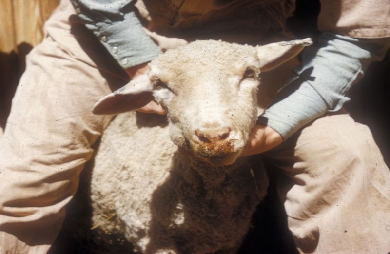 Ενημέρωση για τη λιστερίωση στα αιγοπρόβατα