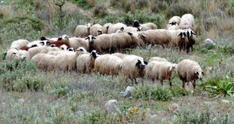 Ξεκίνησε η απογραφή ζωικού κεφαλαίου αιγοπροβατοτροφικών εκμεταλλεύσεων