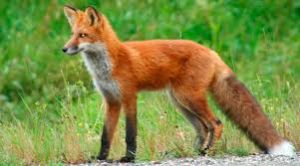 Ενημέρωση για τη διενέργεια εμβολιασμού των κόκκινων αλεπούδων με εναέρια διανομή των εμβολίων – δολωμάτων