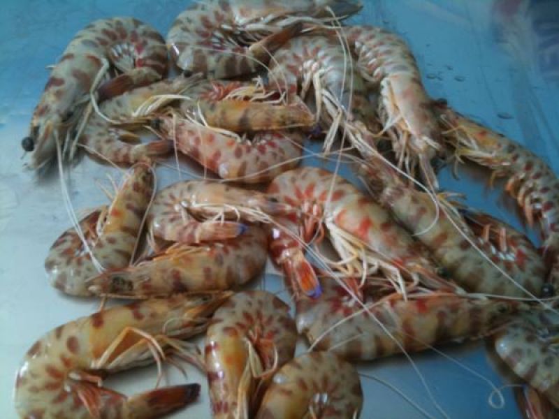 Οι μοναδικές γαρίδες Αμβρακικού (www.itrofi.gr)