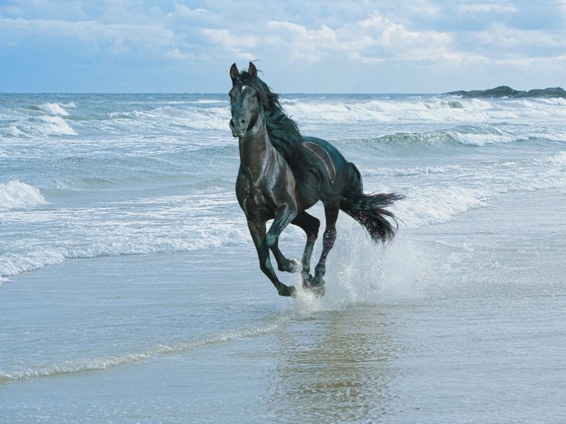 Αντίρριο: Άλογο τρέχει στη παραλία του Αντιρρίου μέσα στη θάλασσα