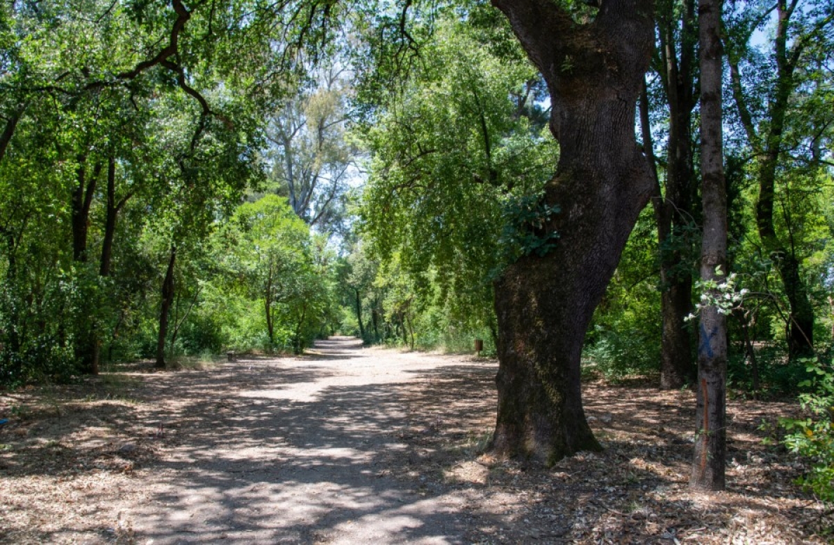 Στην τελική ευθεία η πρόταση για κήρυξη ως «Μνημείου της Φύσης» της Βελανιδιάς του Κ. Χατζόπουλου