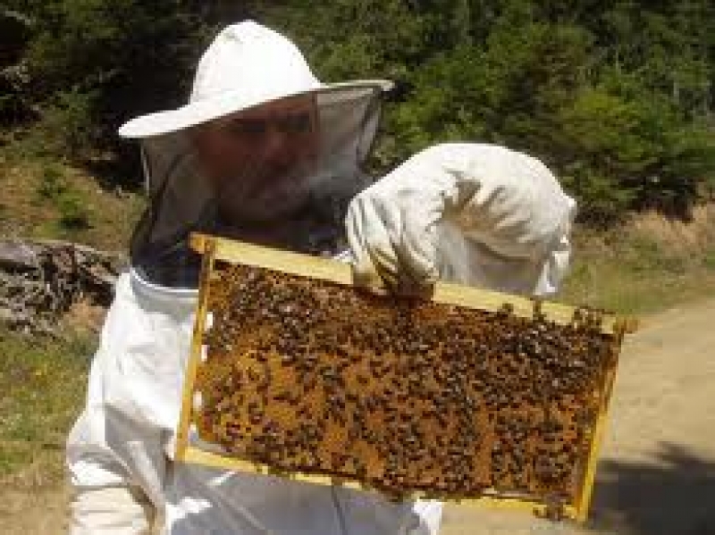 Διήμερο πρόγραμμα κατάρτισης μελισσοκόμων στο Μεσολόγγι