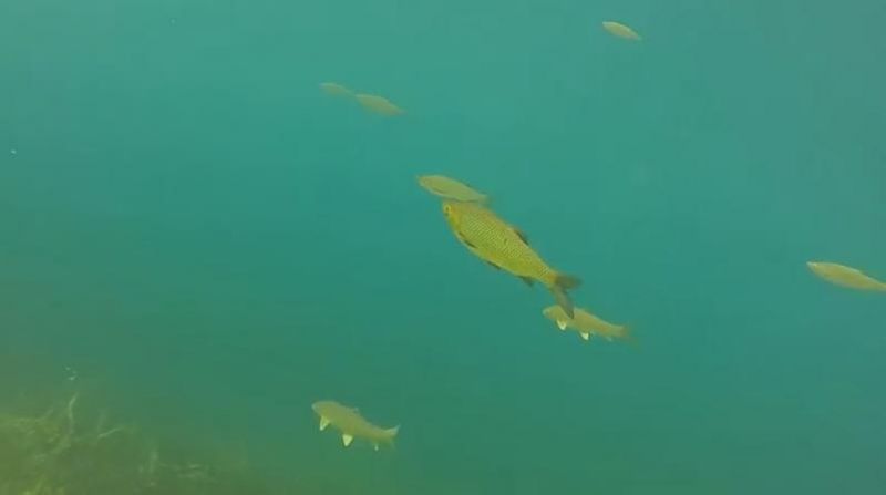 Υποβρύχια εικόνα της Λίμνης Τριχωνίδας
