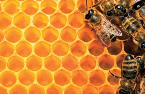Τα οικονομικά μέτρα στήριξης των μελισσοκόμων