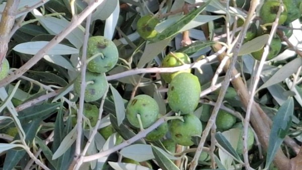 Ζημιές σε καλλιέργειες από την χαλαζόπτωση σε κοινότητες του Δήμου Αγρινίου- Μέχρι 22/9 δηλώσεις στον ΕΛΓΑ