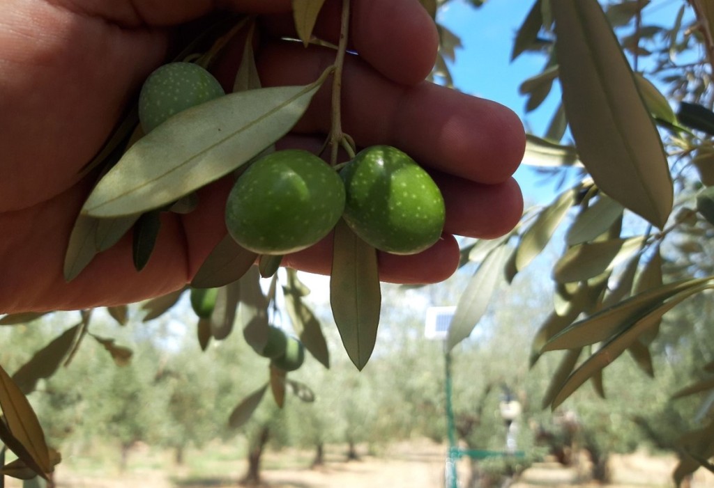 Ανησυχία για τη μη καταβολή ενισχύσεων ύψους άνω των 10 εκ. στις Οργανώσεις Ελαιουργικών Φορέων