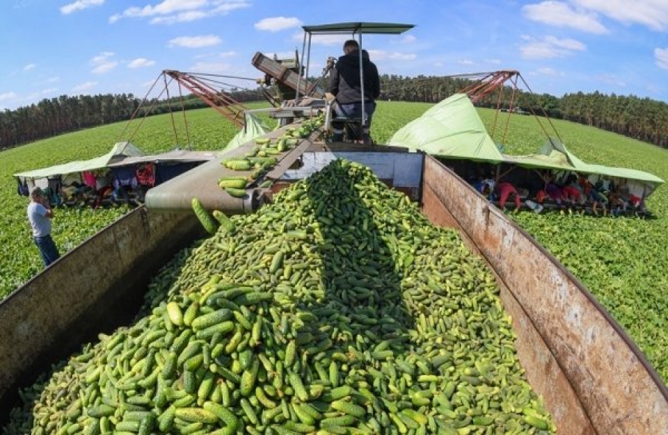Προς μια νέα γεωργική πολιτική: προστατεύοντας το αγροτικό εισόδημα