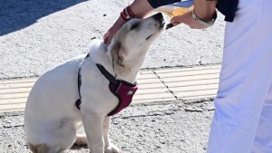 43.600 ευρώ από το ΥΠΕΣ για τα αδέσποτα: Τα διπλά ξοδεύει ο Δήμος Αγρινίου