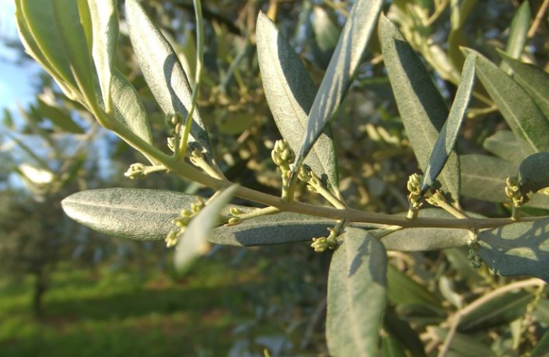 Οδηγίες για πυρηνοτρήτη, κυκλοκόνιο και γλοιοσπόριο στις ελιές