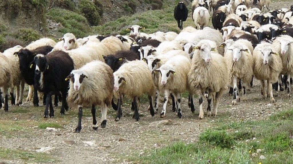 Αφανίζεται η κτηνοτροφία σε Ευηνοχώρι και Γαλατά - Θανατώθηκαν σχεδόν 2.000 ζώα