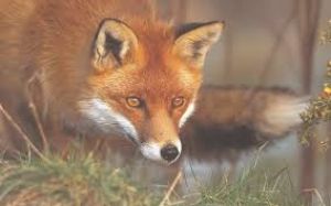 Ρίψεις εμβολίων δολωμάτων κατά της λύσσας στην Π.Ε Αιτωλοακαρνανίας για τις κόκκινες αλεπούδες – Οδηγίες προφύλαξης για τους πολίτες