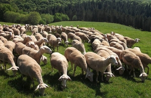 ΕΔΟΚ: Πρόταση για την κρεοπαραγωγό προβατοτροφία, μαύρο χοίρο και βουβαλοτροφία